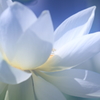 花便り　- 白の神秘 -