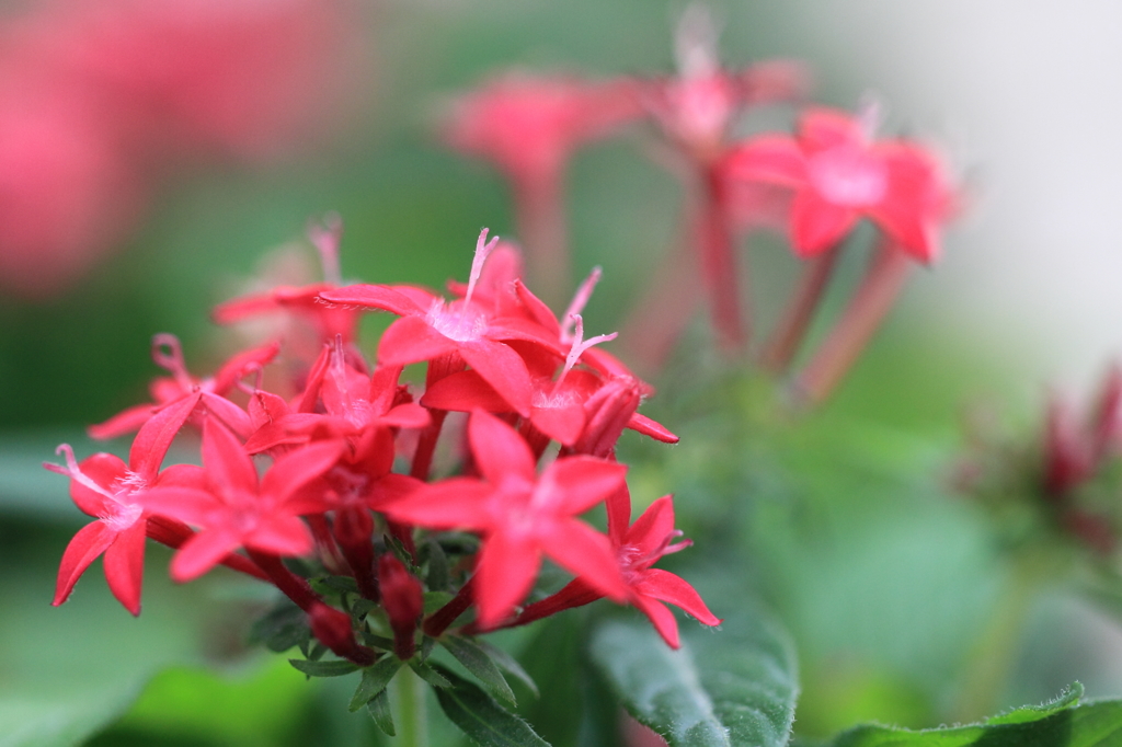 花便り　- 星の花びらに願いを -