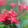 花便り　- 星の花びらに願いを -