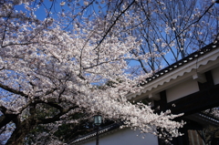桜　- 白壁の城壁 -