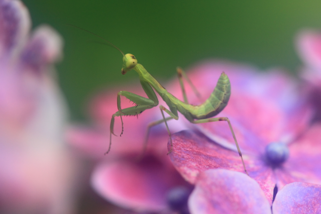 生き物写真館　- 紫陽花ステージのダンス -