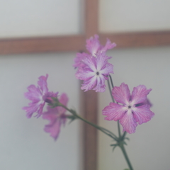 花便り　- 桜草・紫羅 -