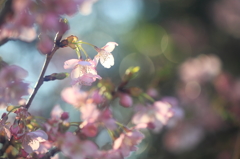 花便り　- 浅春の光桜 -