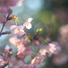 花便り　- 浅春の光桜 -