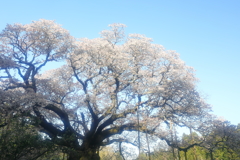 花便り　- 衰えぬ樹勢 -