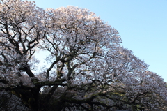 桜　- 孤高の一本桜 -
