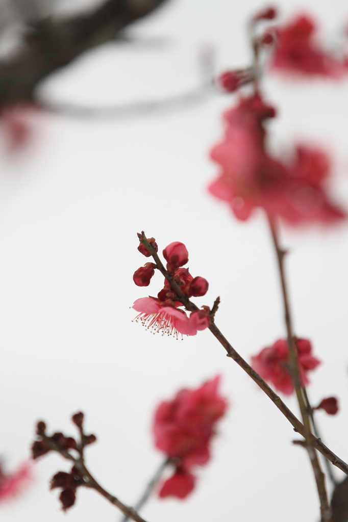花便り　- 雪中梅 -