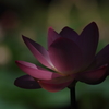 花便り　- 蓮灯り -