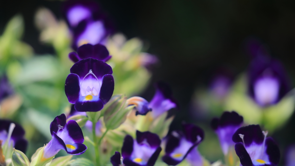 花便り　- 魅惑の青紫 -