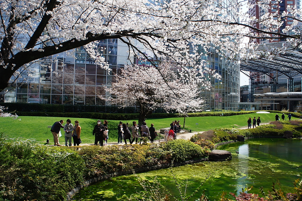 桜 毛利庭園の春 By Teddy Y Id 写真共有サイト Photohito