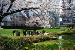 桜　- 毛利庭園の春 -