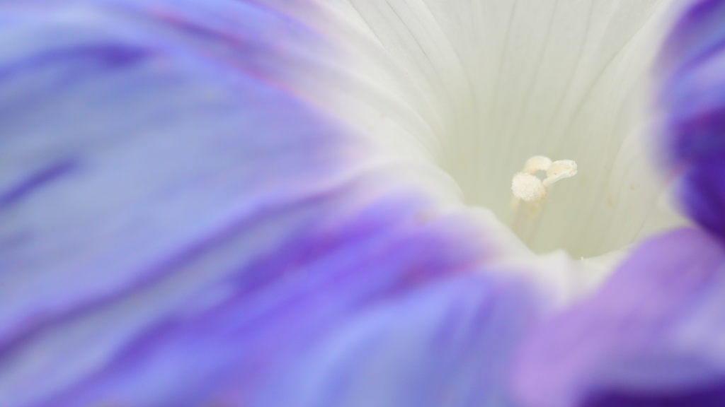 花便り　- 紺縞の清滝川 -