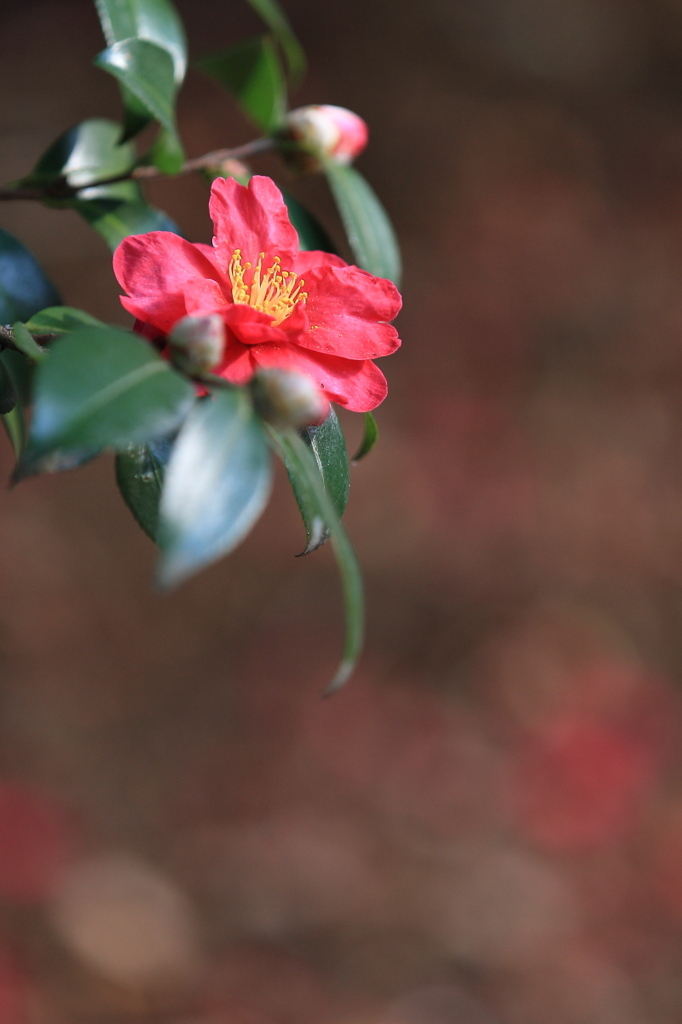 花便り　- 冬の華 -