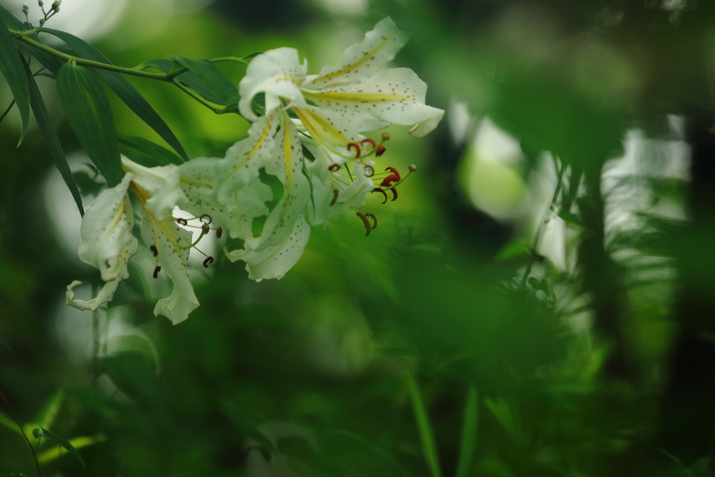 花便り　- 夏緑の中に咲く -