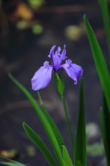 花便り　- 凛とした青紫 -