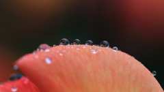 花便り　- 水滴の小宇宙・リオサンバ -