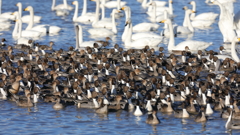 白鳥の郷　- 鴨の流れ -