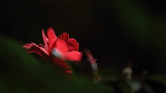 花便り　- 紅輝の山茶花 -
