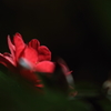 花便り　- 紅輝の山茶花 -