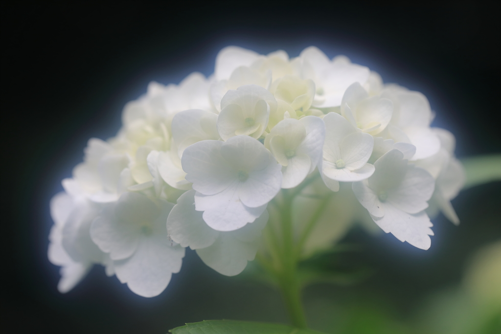 花便り　- 水無月の白い妖精 -