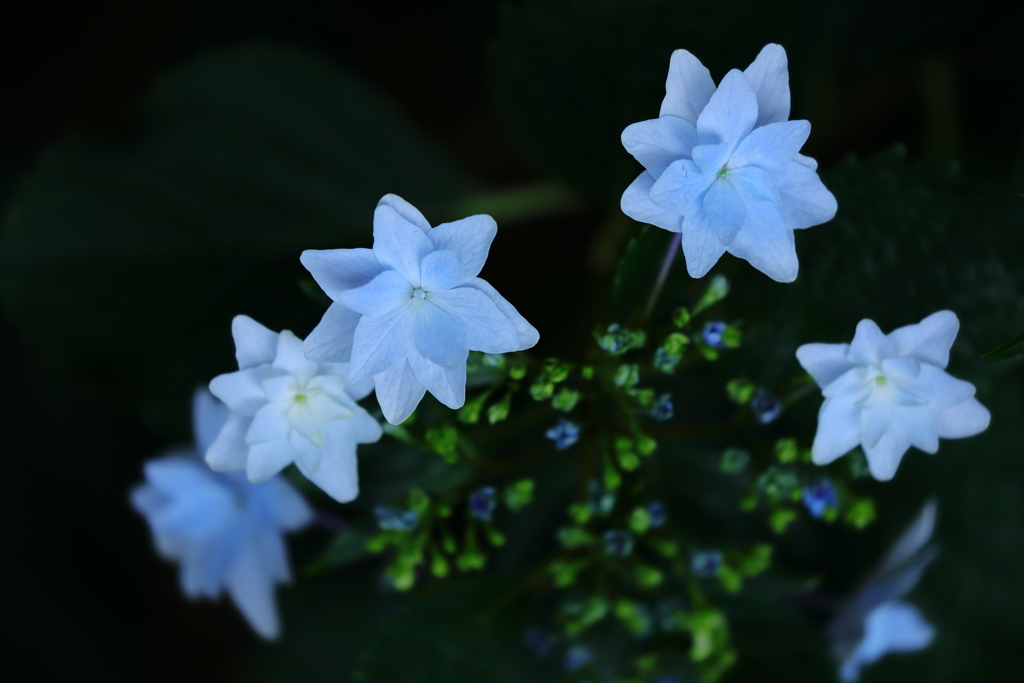 花便り　- 妖美な花姿 -