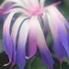 花便り　- 虚ろな菜咲 -