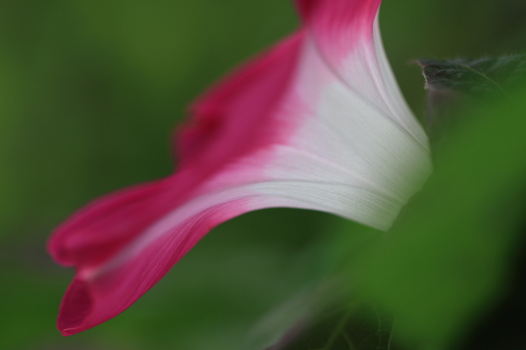 花便り　- おしろい姿 -