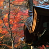 花便り　- 照秋の競演 -