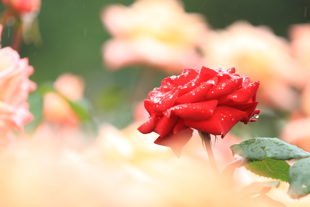 薔薇　（６）