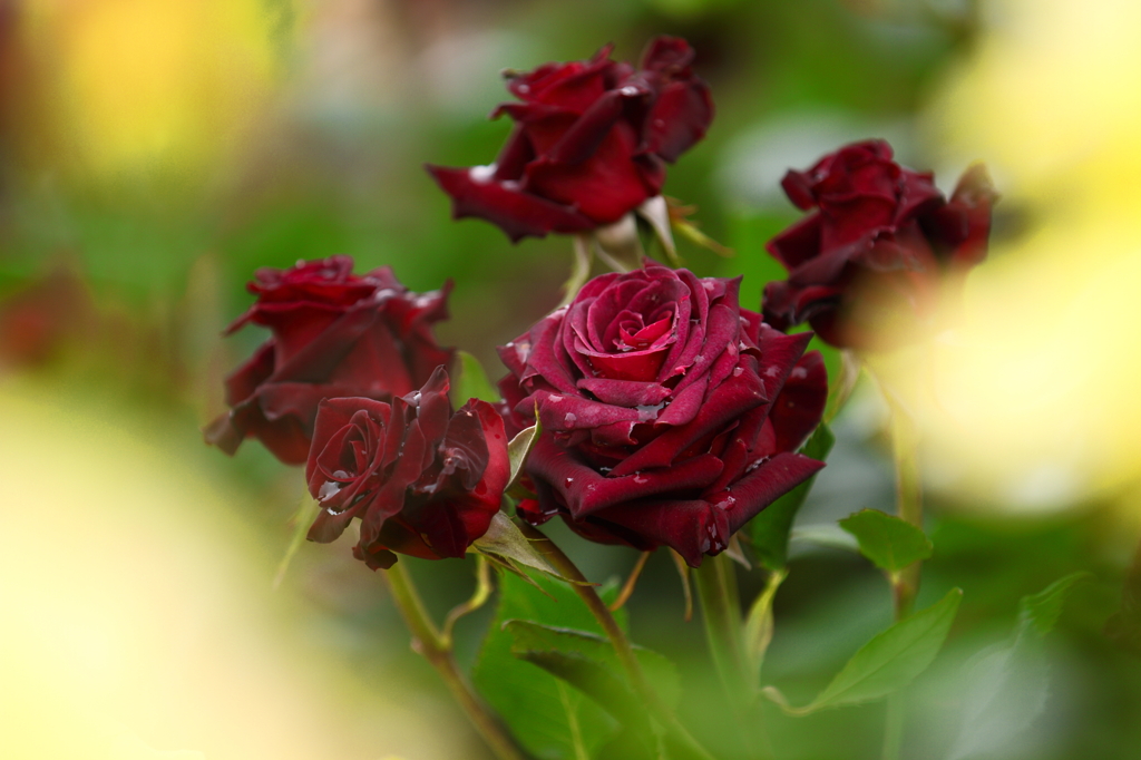 薔薇　- 深紅 -