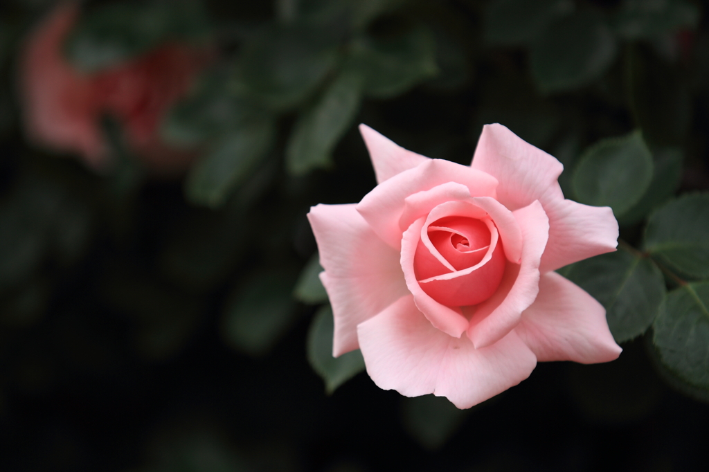 薔薇　- ピンク -
