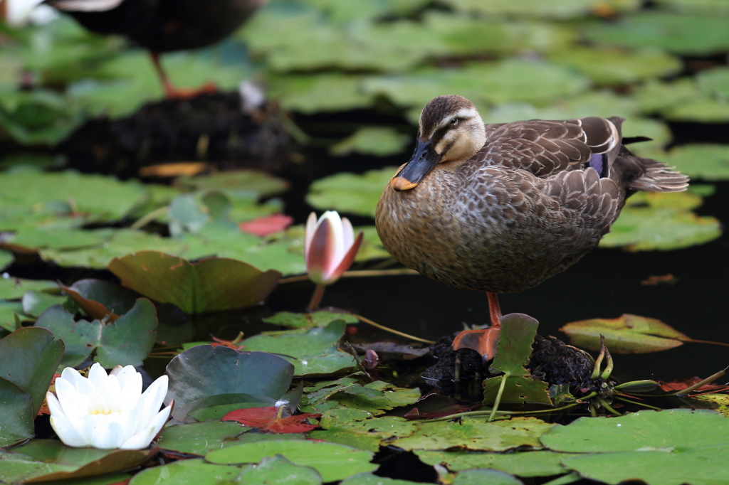 生き物写真館　- 睡蓮を愛でる -
