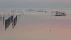 印旛沼・朝景　- 静穏の水面 -