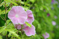 花便り　- グリーンカーテンの花王 -