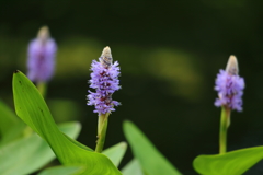 花便り　- 水辺の青紫 -