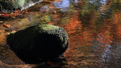 花便り　- 秋色の中の苔むした石 -