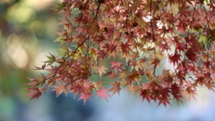 花便り　- 風雅な秋色 -