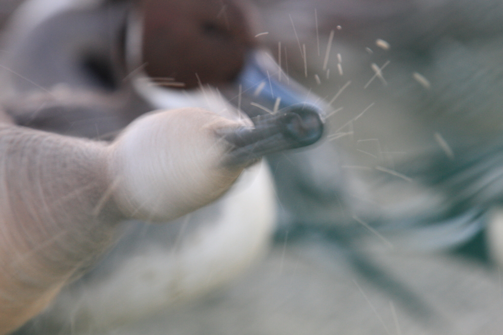白鳥の郷　- オナガガモ式遠心分離法 -