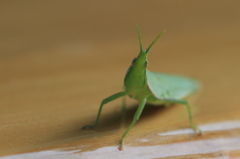 生き物写真館　- 遊んでくれたバッタさん -