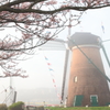 印旛沼・風車　- さくら咲く霧の朝 -
