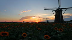 印旛沼・風車　- 夕陽と向日葵 -