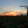 印旛沼・風車　- 夕陽と向日葵 -