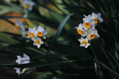 花便り　- 立春へのプロローグ -