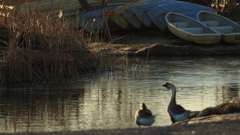 生き物写真館　- 追憶の姿 -