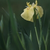 花便り　- 黄色い花菖蒲 -
