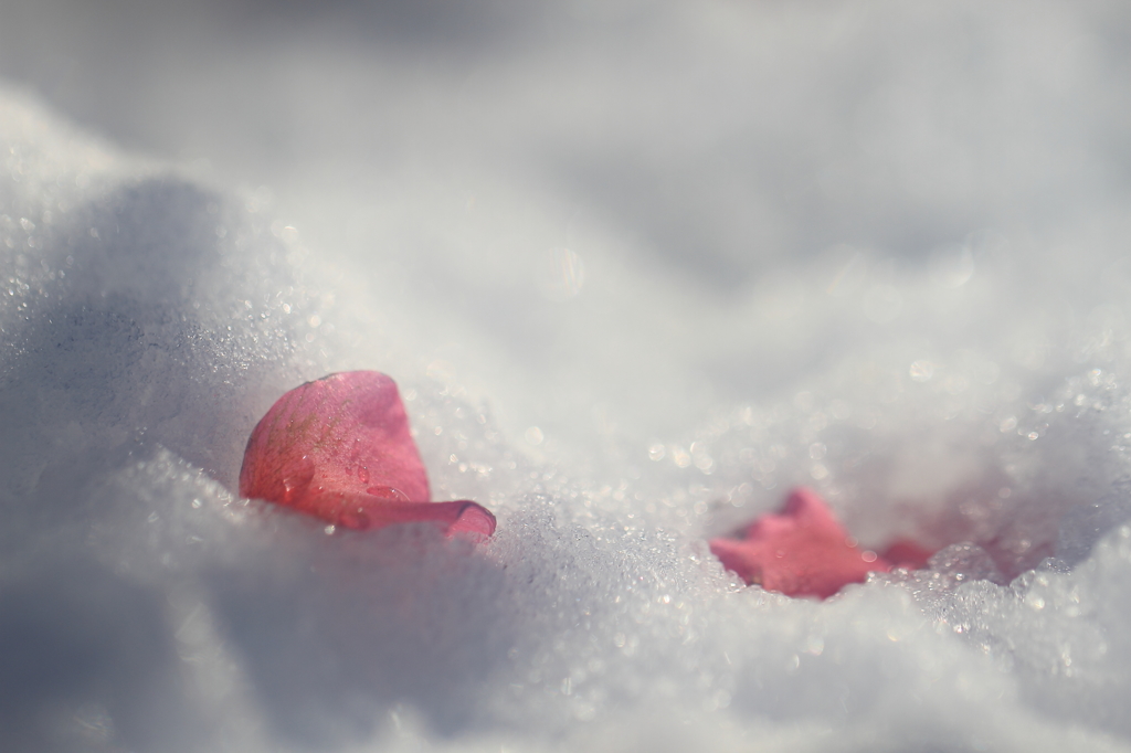 花便り　- 雪上の落花 -