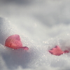 花便り　- 雪上の落花 -