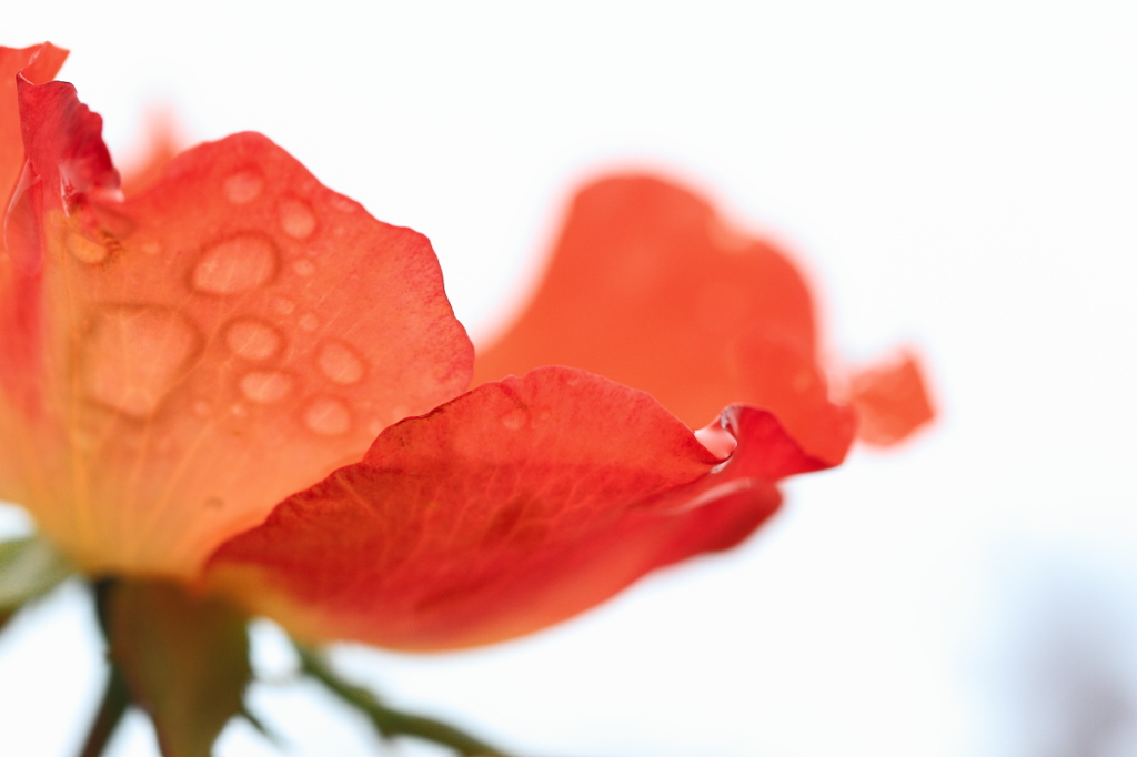 花便り　- 秋薔薇との再会 -