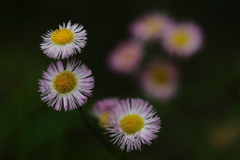 花便り　- 春の紫苑 -