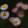花便り　- 春の紫苑 -